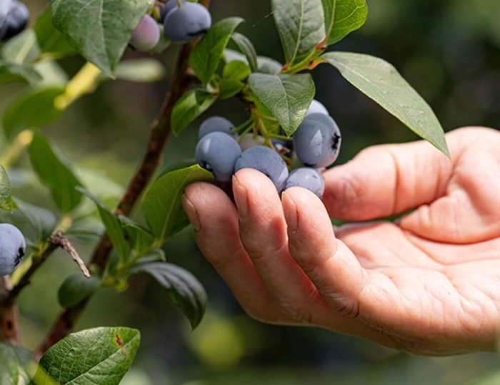 地元の食材を生かしたグルメが楽しめます