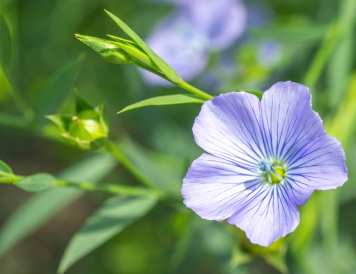 亜麻（リネン）畑の風景