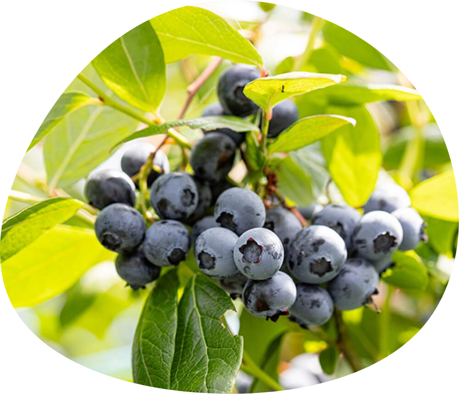 実っているブルーベリー