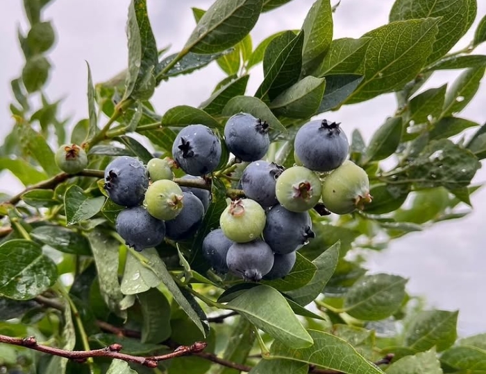 大粒でみずみずしい