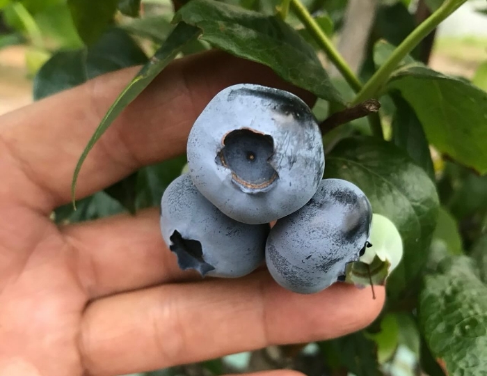 完熟の瞬間を収穫