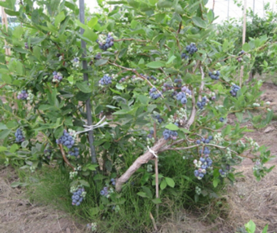 木いっぱいの実り