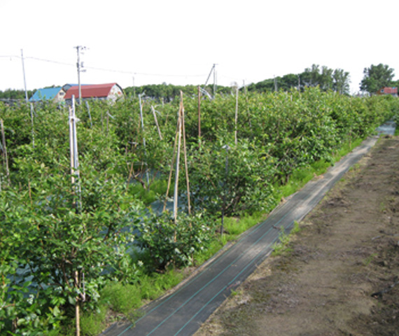 整えられた畑の環境