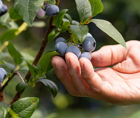 手作業での丁寧な収穫