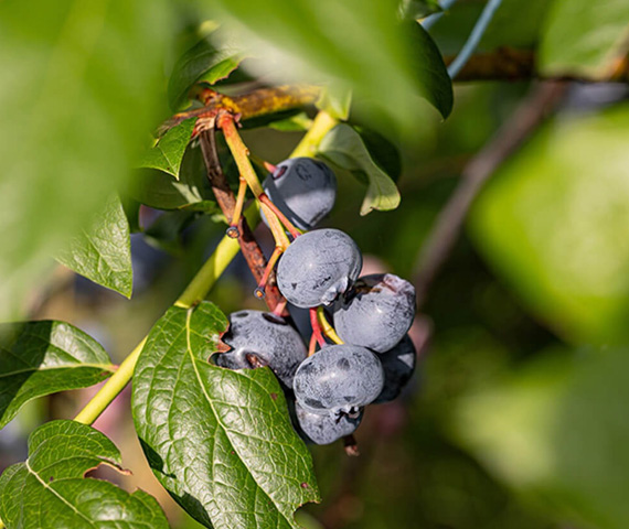 完熟した実の色づき