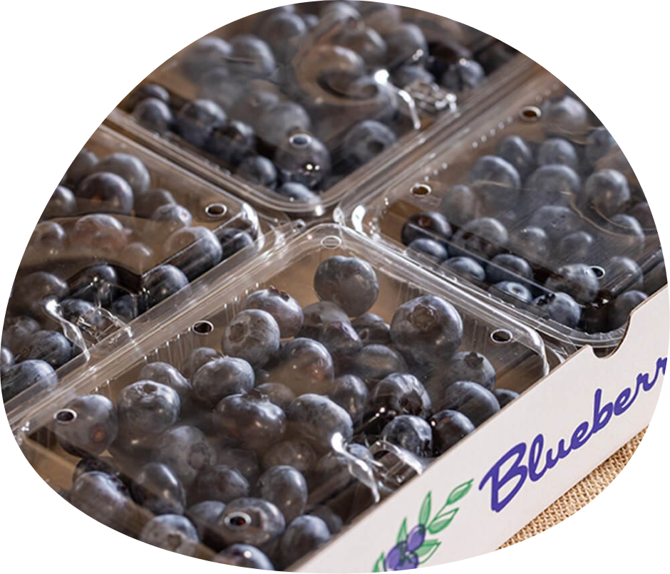 箱詰めのブルーベリー