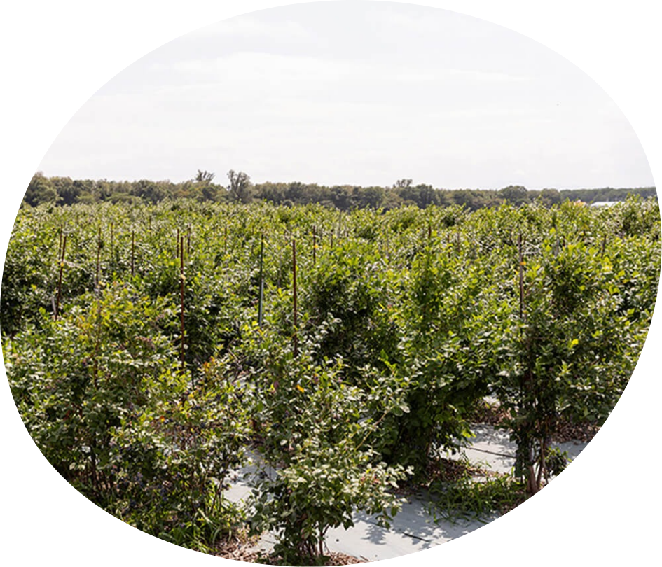 ブルーベリー畑