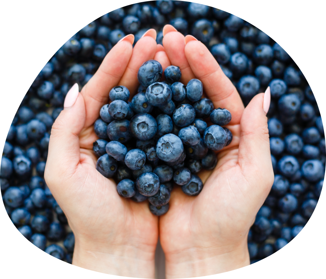 ブルーベリー（BLUEBERRY）